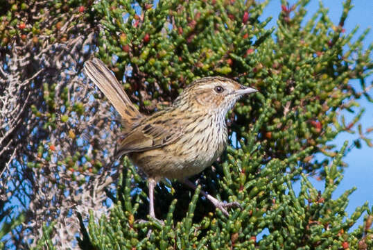 Image de Séricorne strié