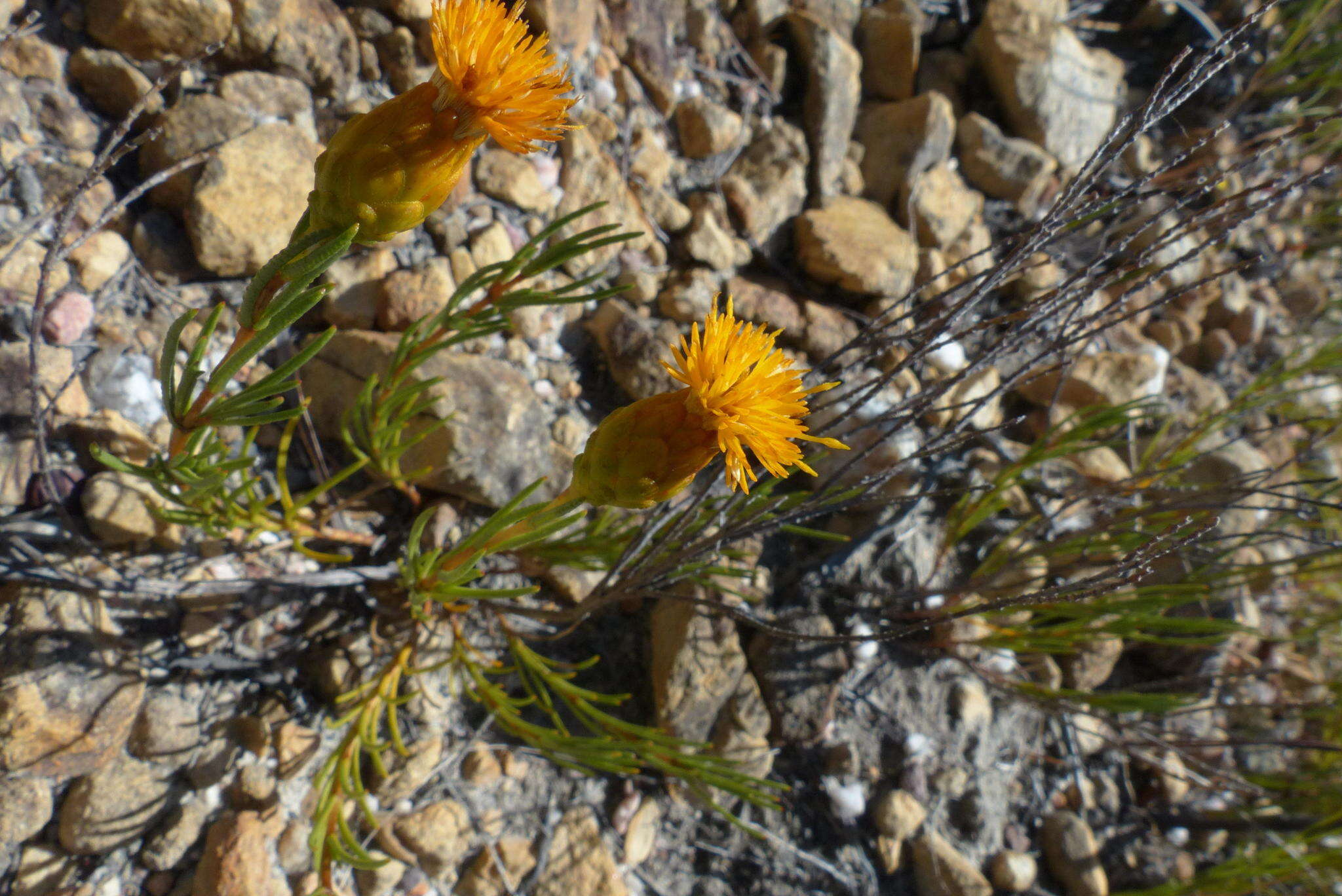 Sivun Pteronia tenuifolia DC. kuva