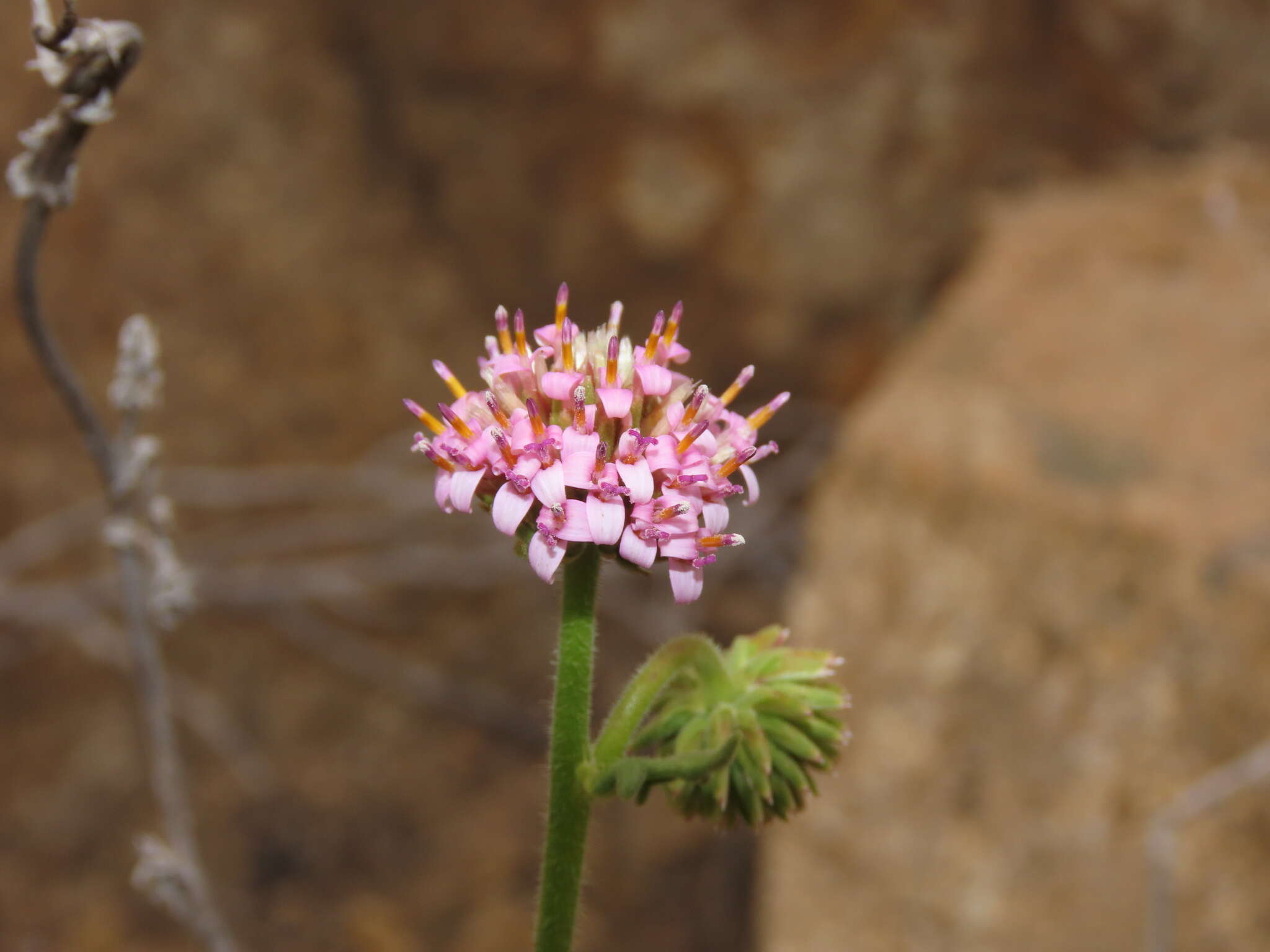 Image de Polyachyrus fuscus (Meyen) Walp.