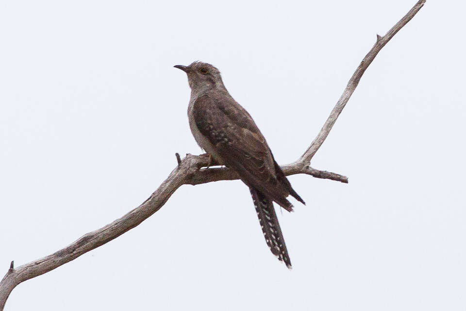 Image of Pallid Cuckoo