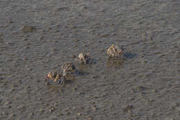 Image of Asian Soldier Crab