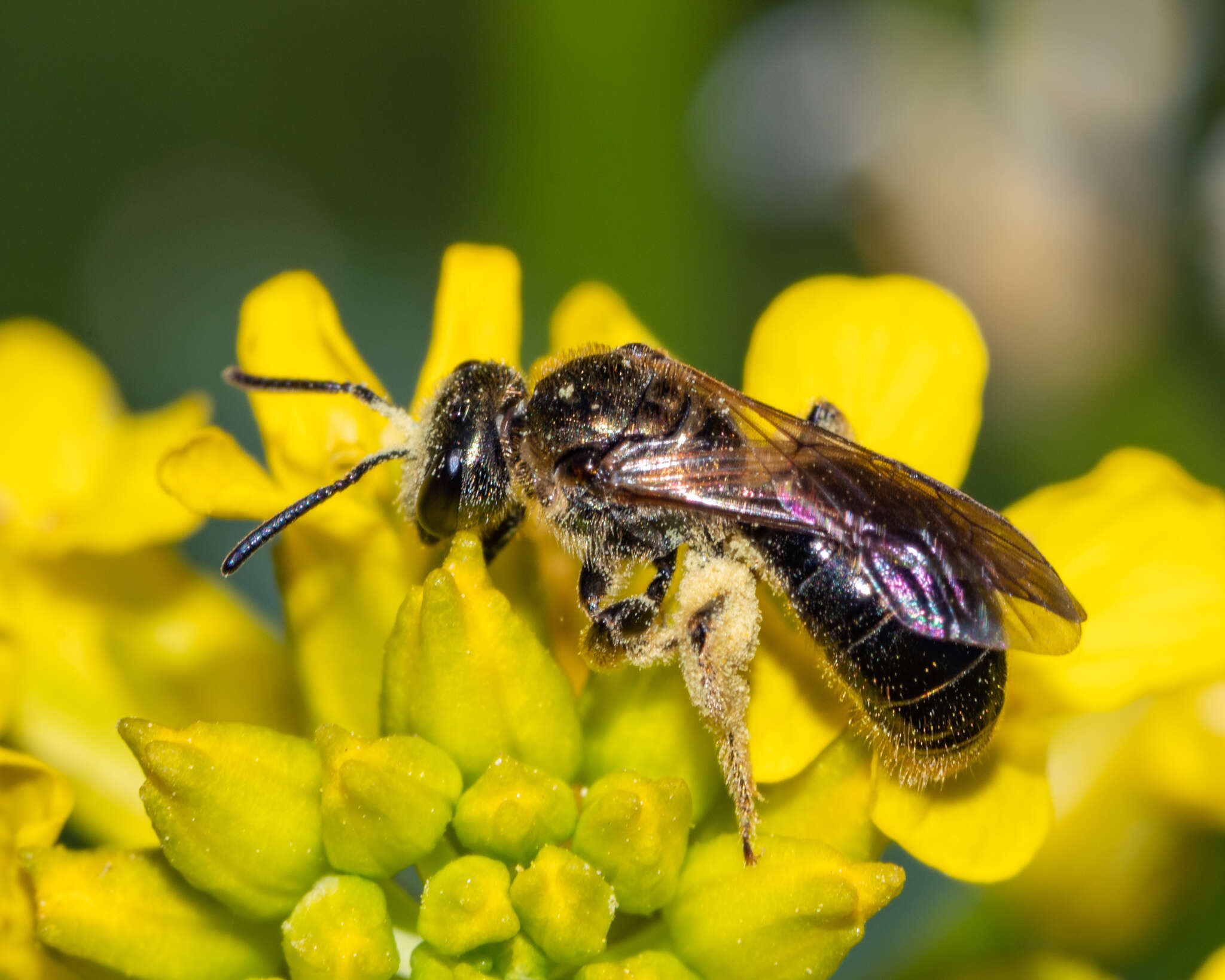 Image of Lasioglossum nigroviride (Graenicher 1911)