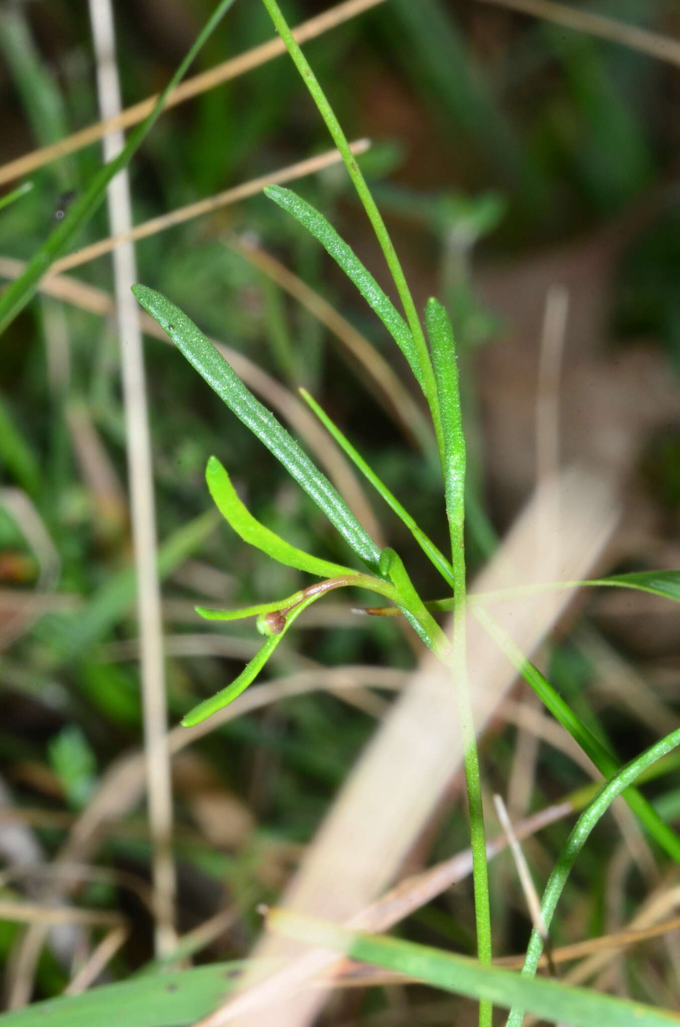 Image of Brachyscome paludicola P. S. Short