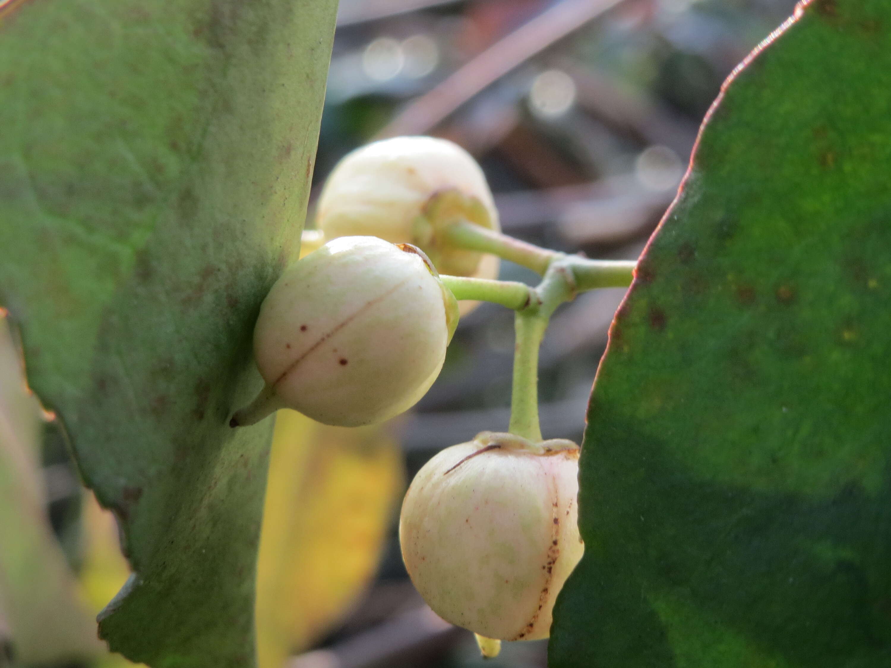 Plancia ëd Euonymus japonicus Thunb.