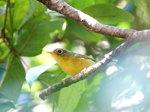 Image of Bianchi's Warbler