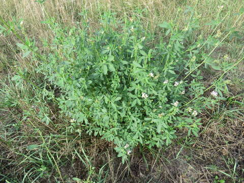 Image of Sand Lucerne