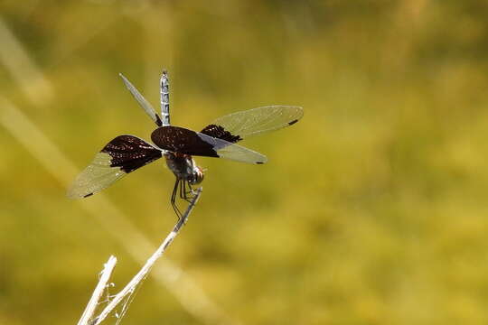 Image of Rhyothemis braganza Karsch 1890