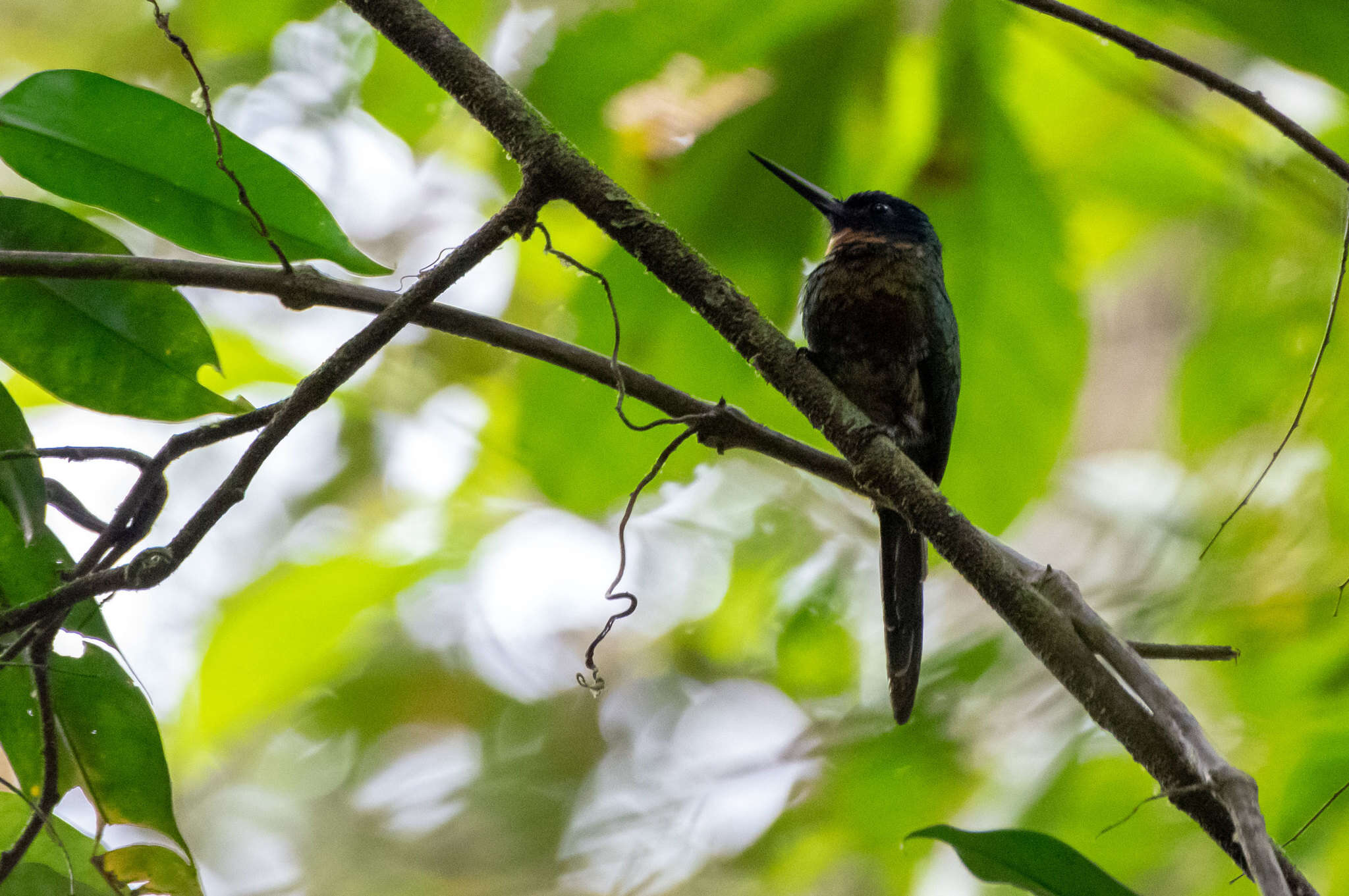 Image of Purplish Jacamar