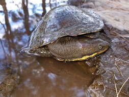 Image of Manning River snapping turtle