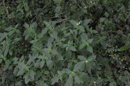 Image of Downy Hemp Nettle