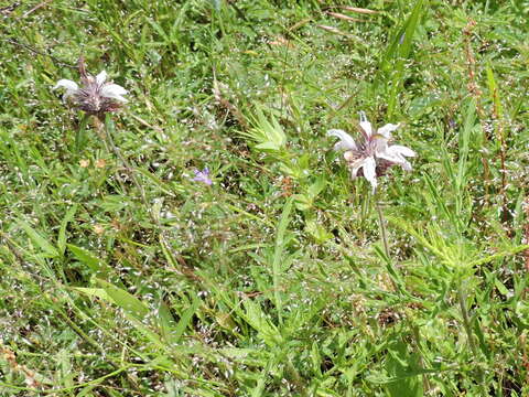 Image of basil beebalm