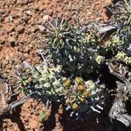 صورة Euphorbia multiceps A. Berger