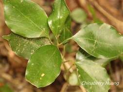 Imagem de Cinnamomum reticulatum Hayata