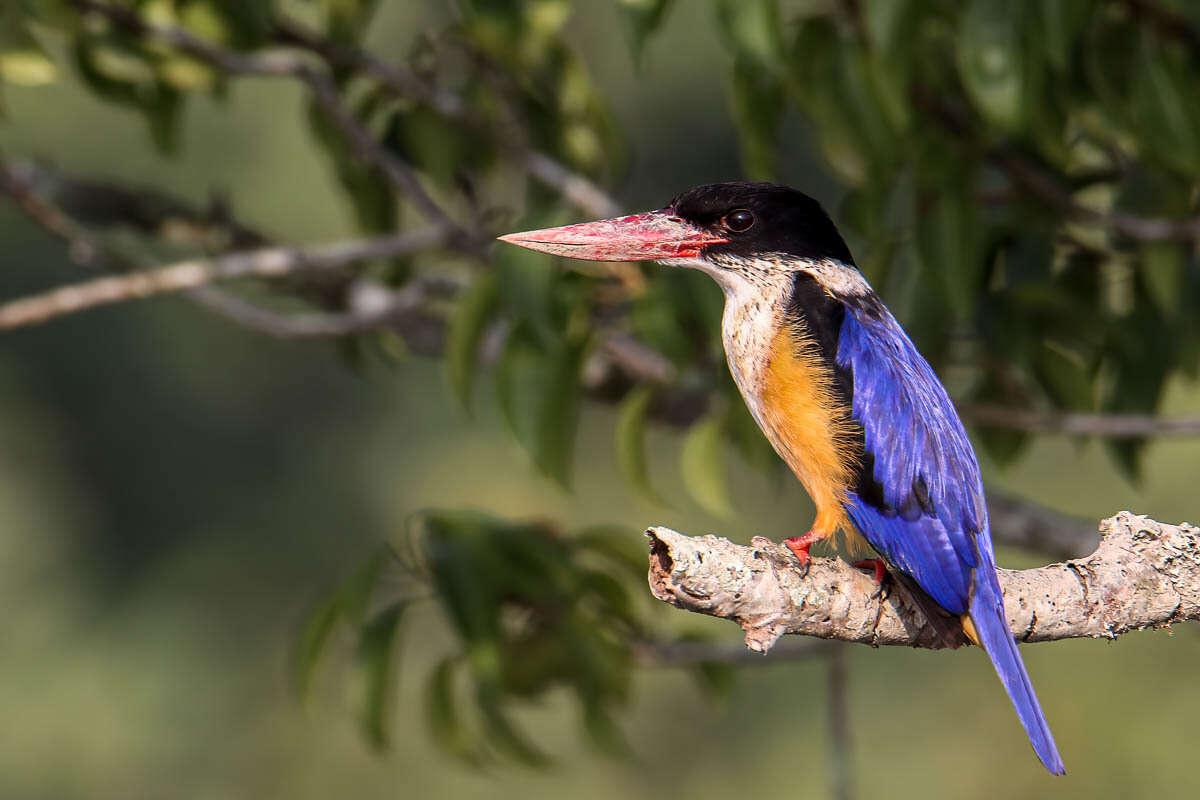 Image of Black-capped Kingfisher