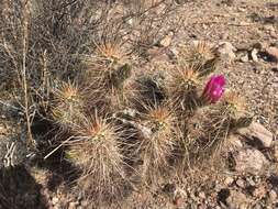 Image of Engelmann's hedgehog cactus