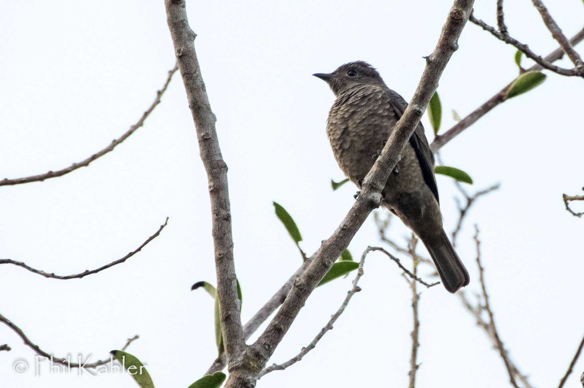 Слика од Cotinga cayana (Linnaeus 1766)