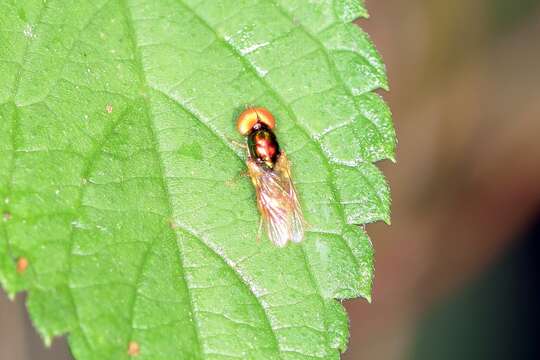 Sivun Microchrysa flaviventris (Wiedemann 1824) kuva