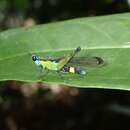 Image of Erucius (Erucius) apicalis (Westwood 1841)