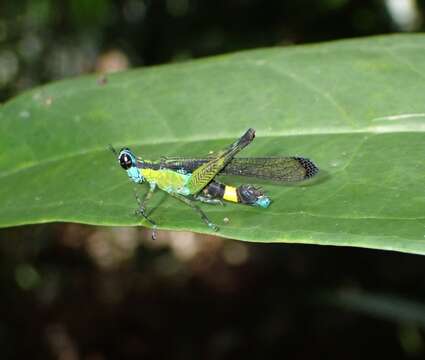 Image of Erucius (Erucius) apicalis (Westwood 1841)