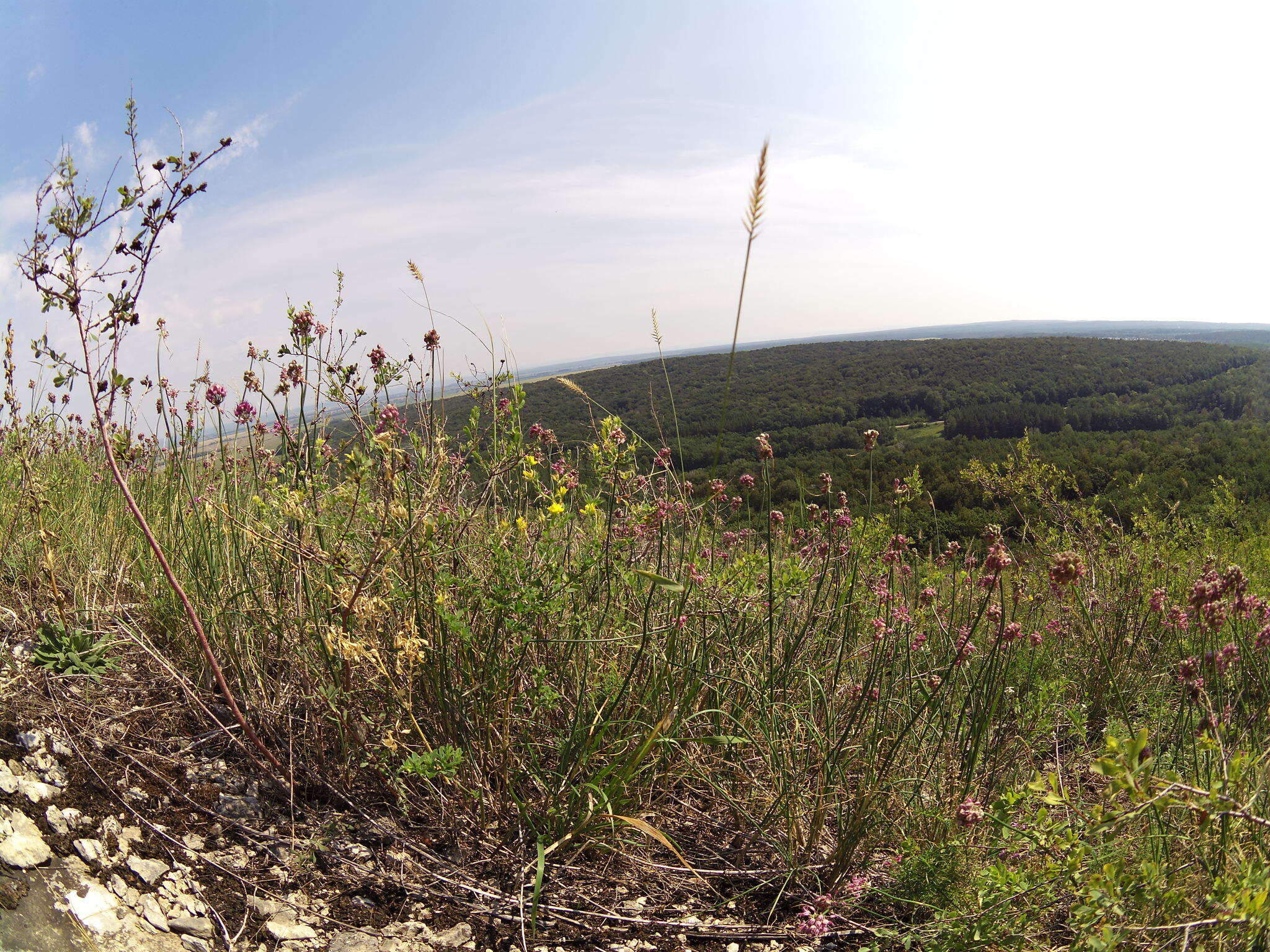 Image of Allium cretaceum N. Friesen & Seregin