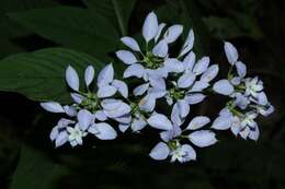 صورة Phyllopentas madagascariensis (Verdc.) Kårehed & B. Bremer