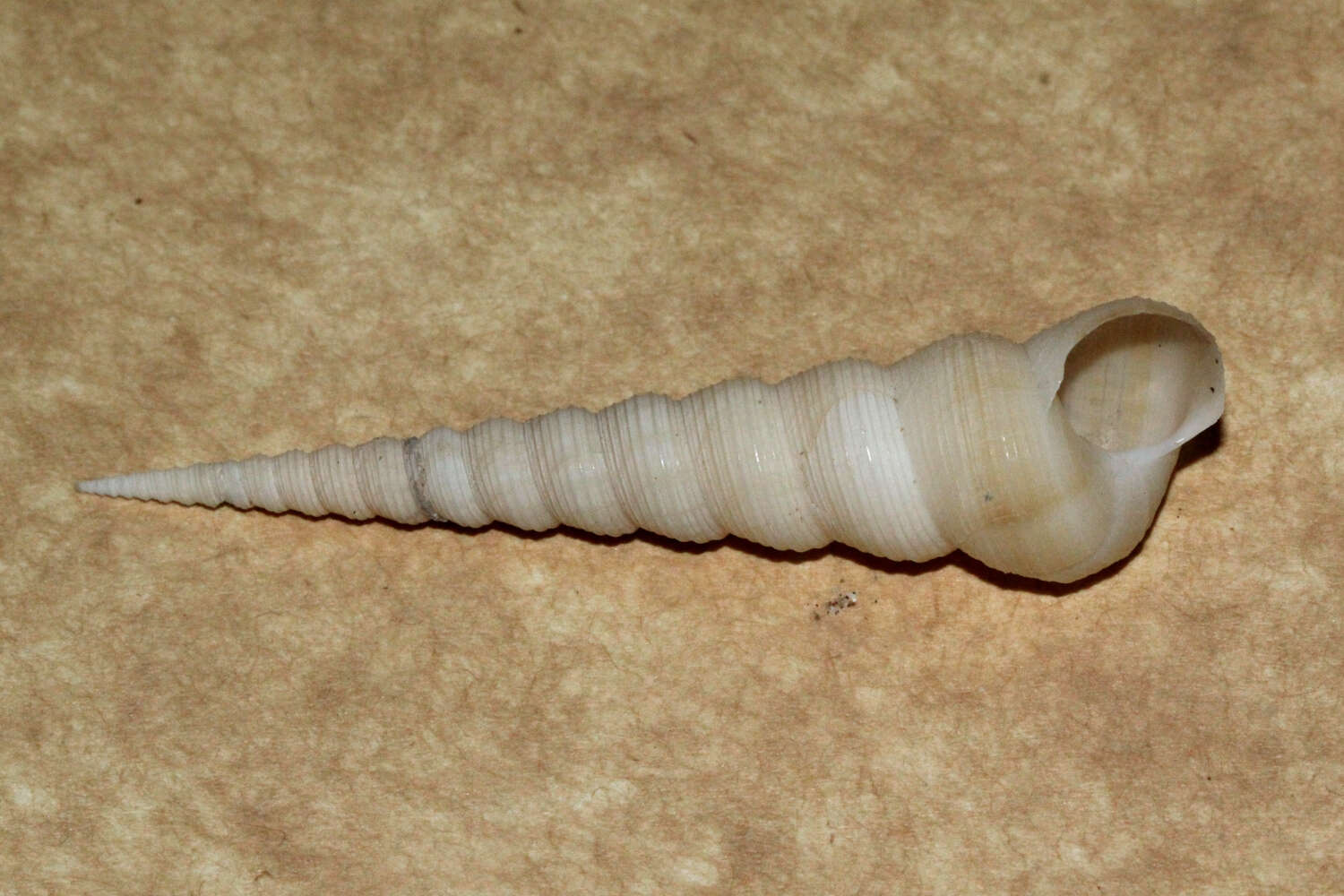 Image of auger screw shell