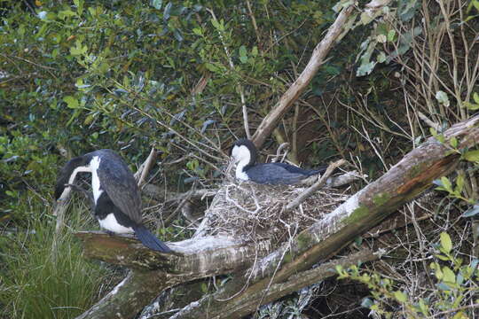 Image of Phalacrocorax varius varius (Gmelin & JF 1789)