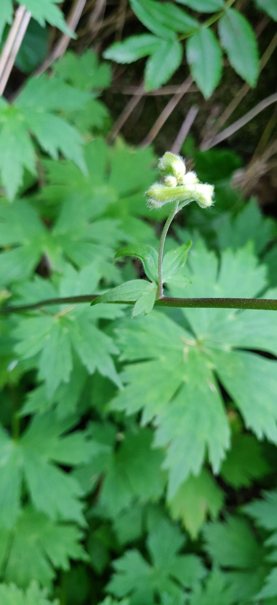 Imagem de Aconitum umbrosum (Korsh.) Kom.