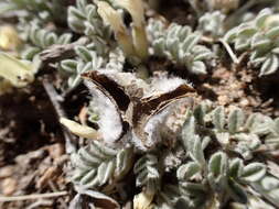 Image de Astragalus purshii var. lectulus (S. Wats.) M. E. Jones