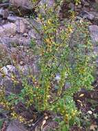 Plancia ëd Berberis fendleri A. Gray