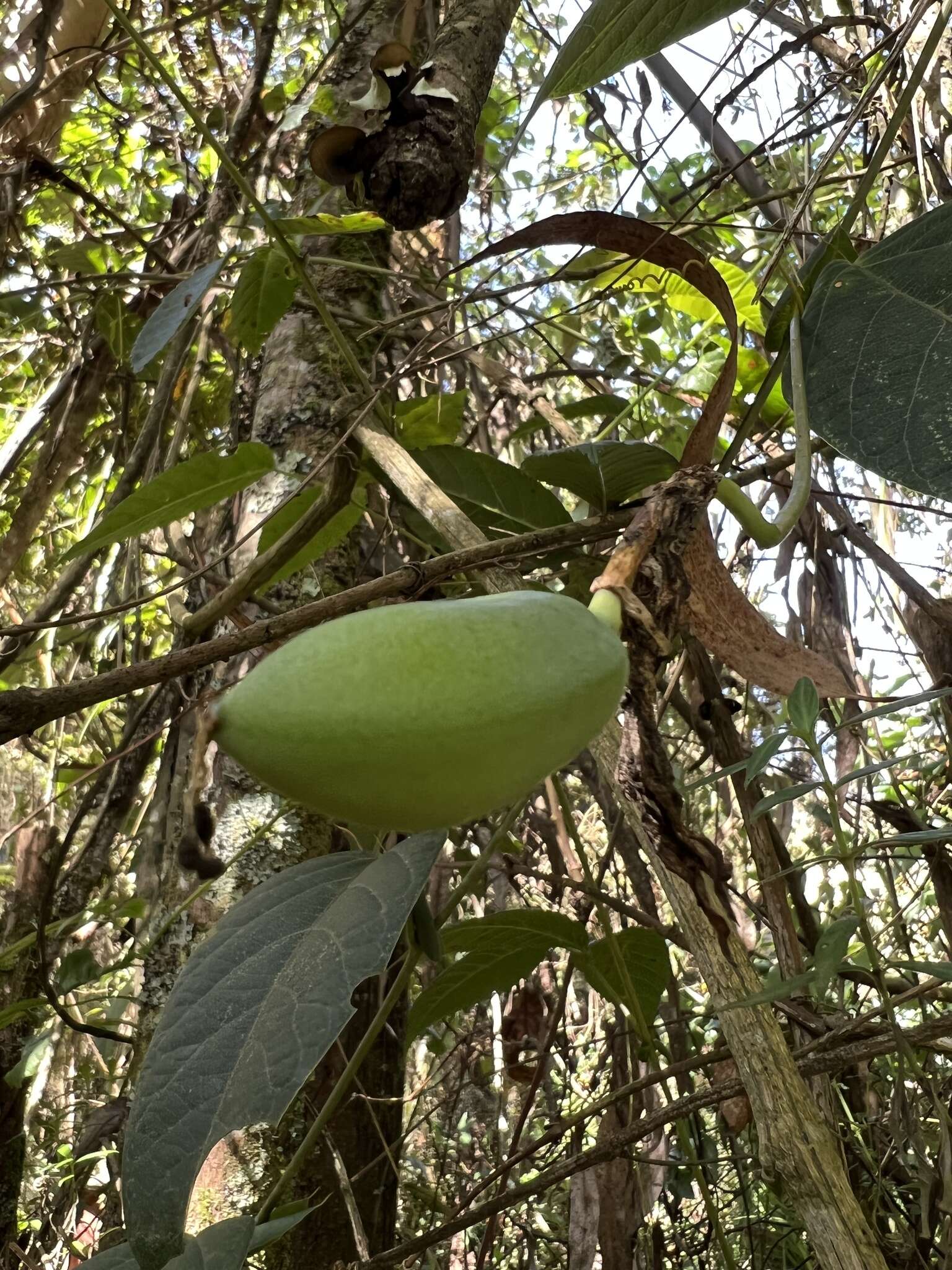 Image de Passiflora longipes A. Juss.