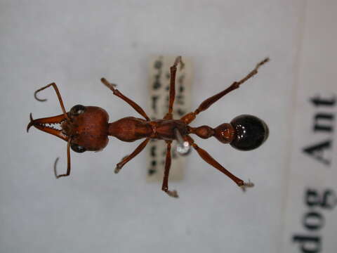 Image of Myrmecia brevinoda Forel 1910