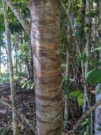 Pittosporum rubiginosum subsp. wingii (F. Müll.) R. C. Cooper resmi