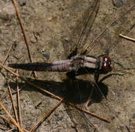 Image of Chalk-fronted Corporal