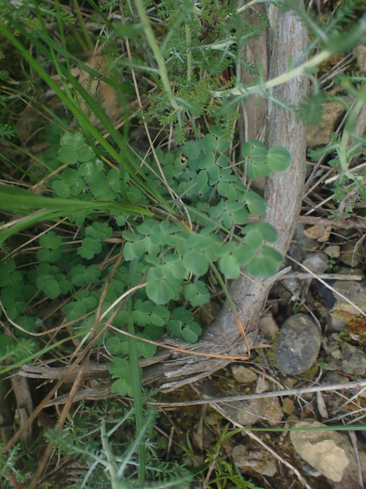 Imagem de Thalictrum tuberosum L.