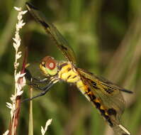 Celithemis eponina (Drury 1773) resmi