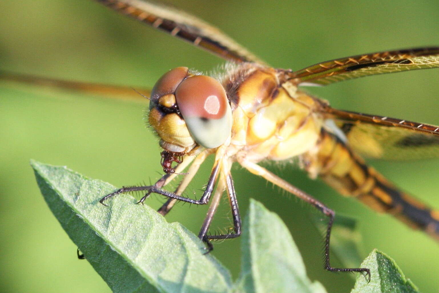 Celithemis eponina (Drury 1773) resmi