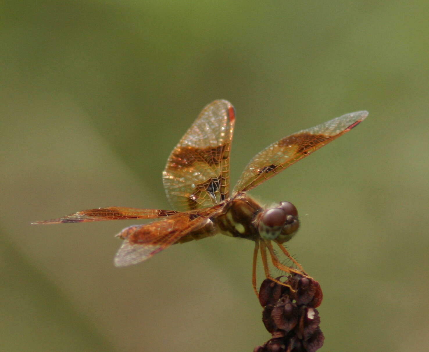 Imagem de Erythemis simplicicollis (Say 1840)