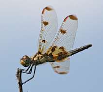 Image of Eastern Amberwing