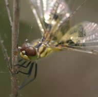 Image of Eastern Amberwing