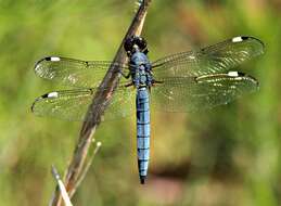 Слика од Libellula cyanea Fabricius 1775