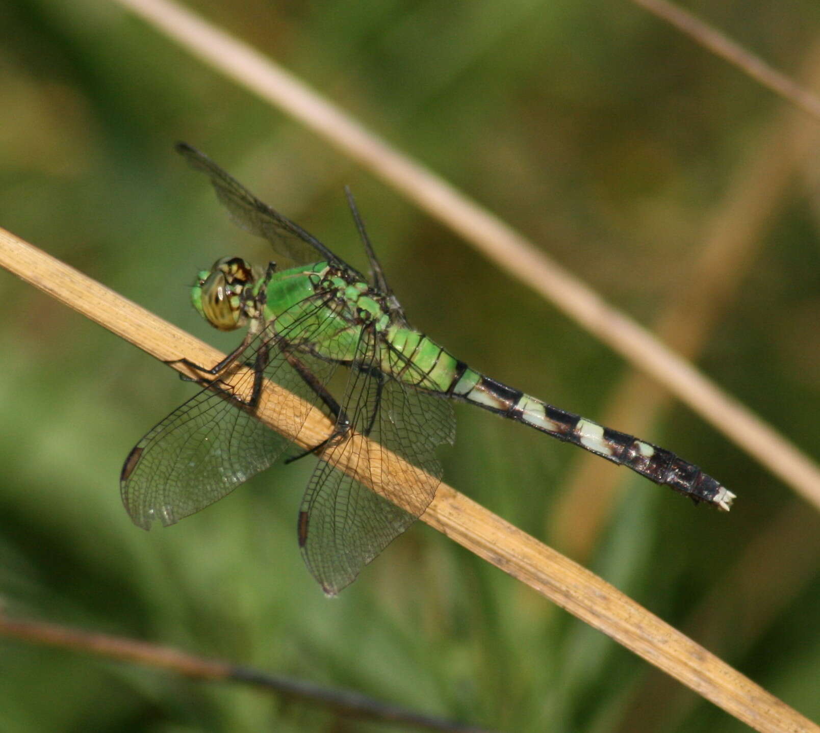 Imagem de Erythemis simplicicollis (Say 1840)