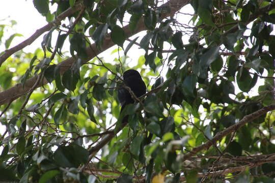 Image of Solitary Black Cacique