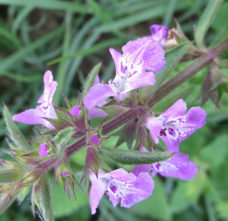 Image of PInk Mint