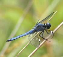 Слика од Libellula cyanea Fabricius 1775