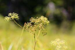 Image of western water hemlock