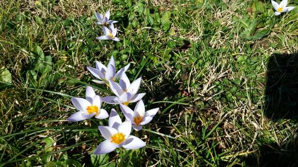 Image of Scotch crocus