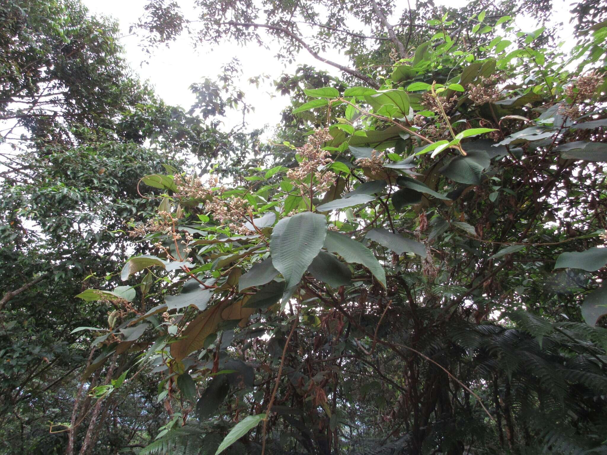 Image of Miconia bubalina (D. Don) Naud.