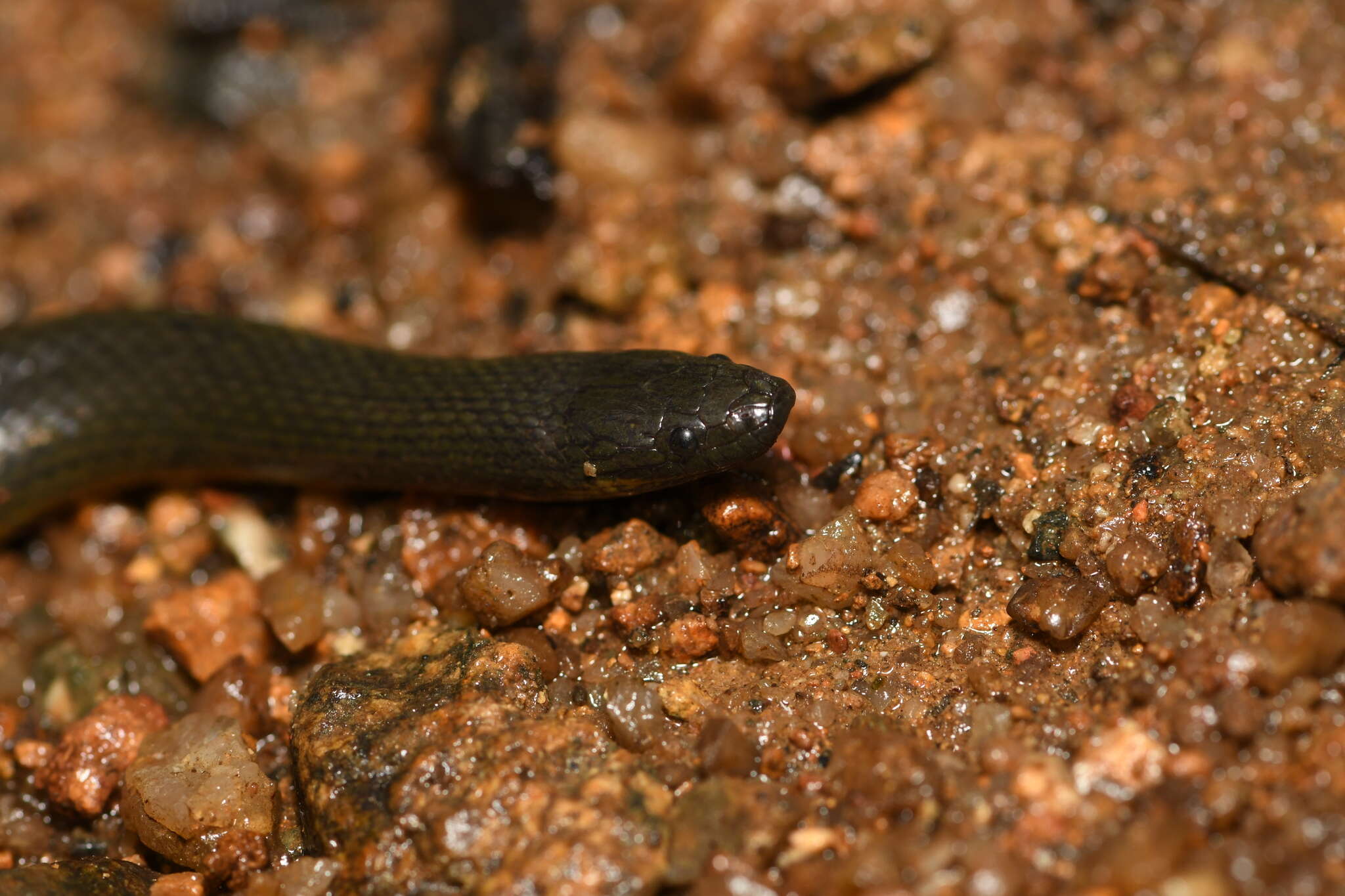 Image of Anderson's Mountain Keelback