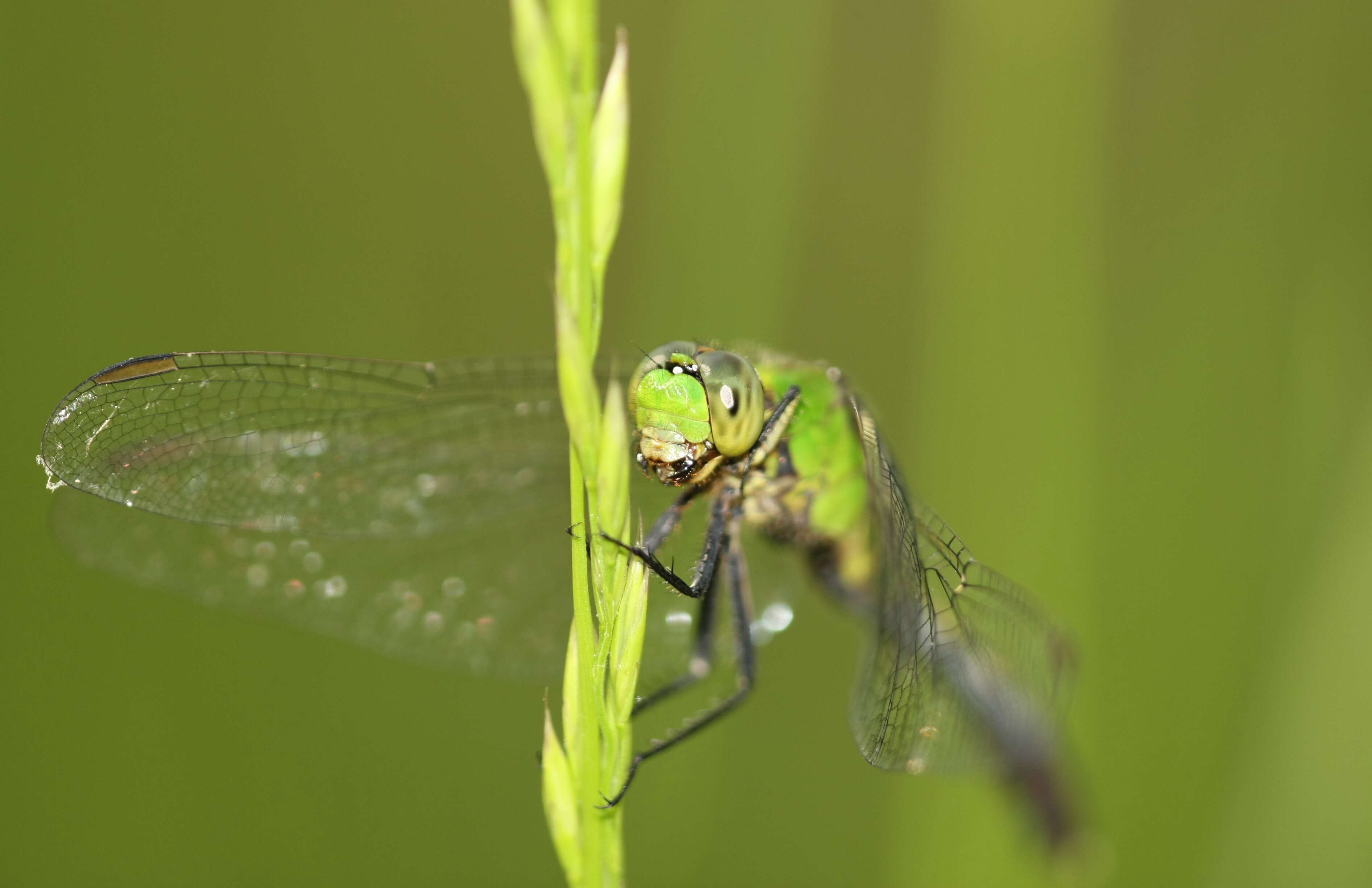 Imagem de Erythemis simplicicollis (Say 1840)